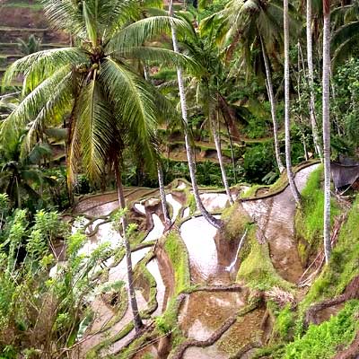 tegallalang-ubud