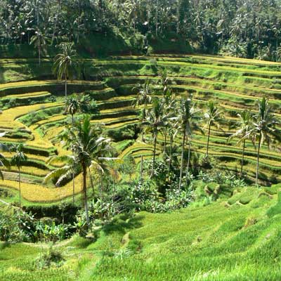 tagallalang-ubud